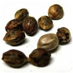 Семена марихуаны АК-47  (Seeds AK-47) в Северодвинске